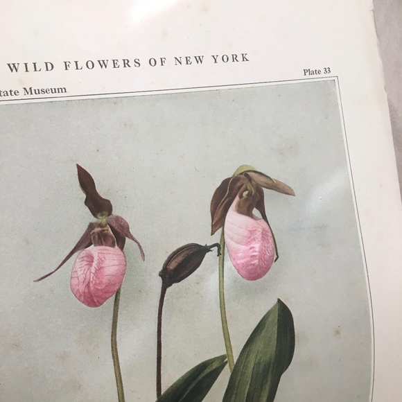 Orchid Antique Botanical Plant Print Original - Picture 8 of 8